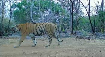 उदंती-सीतानदी में बाघिन की एंट्री से जगी नई उम्मीद, टाइगर रिजर्व में लौट सकता है बाघों का स्वर्णिम दौर उदंती-सीतानदी में बाघिन की एंट्री से जगी नई उम्मीद, टाइगर रिजर्व में लौट सकता है बाघों का स्वर्णिम दौर