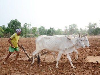 छत्तीसगढ़ में मानसून से खेती ने पकड़ी रफ्तार, 6.25 लाख हेक्टेयर में बोनी पूरी; किसानों को 7.28 लाख मीट्रिक टन खाद वितरित छत्तीसगढ़ में मानसून से खेती ने पकड़ी रफ्तार, 6.25 लाख हेक्टेयर में बोनी पूरी; किसानों को 7.28 लाख मीट्रिक टन खाद वितरित
