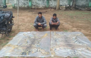 छत्तीसगढ़ में वन विभाग की बड़ी कार्रवाई: दो बाघों की खाल के साथ दो तस्कर गिरफ्तार, गिरोह के अन्य सदस्यों की तलाश तेज छत्तीसगढ़ में वन विभाग की बड़ी कार्रवाई: दो बाघों की खाल के साथ दो तस्कर गिरफ्तार, गिरोह के अन्य सदस्यों की तलाश तेज