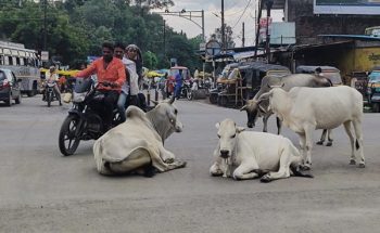 प्रदेशभर में बनेंगे 1460 गौधाम, निराश्रित मवेशियों को मिलेगा सुरक्षित आश्रय,पहले चरण में हाईवे किनारे गौठानों को प्राथमिकता प्रदेशभर में बनेंगे 1460 गौधाम, निराश्रित मवेशियों को मिलेगा सुरक्षित आश्रय,पहले चरण में हाईवे किनारे गौठानों को प्राथमिकता