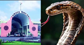 सर्पदंश मुआवजा घोटाले में बड़ा मोड़, EOW की एंट्री से खुलेगा आर्थिक खेल का राज सर्पदंश मुआवजा घोटाले में बड़ा मोड़, EOW की एंट्री से खुलेगा आर्थिक खेल का राज