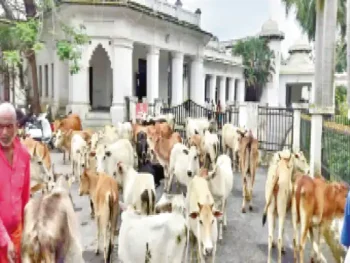 110 आवारा मवेशियों के साथ कलेक्टोरेट पहुंचे 40 किसान, बोले- फसल बचाने की गुहार लेकर आए हैं 110 आवारा मवेशियों के साथ कलेक्टोरेट पहुंचे 40 किसान, बोले- फसल बचाने की गुहार लेकर आए हैं