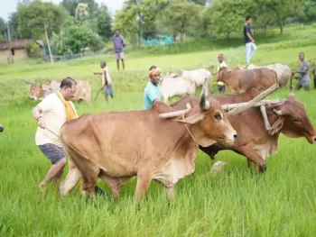 बगिया के खेत में मुख्यमंत्री साय ने चलाया हल: बोले- किसान परिवार से हूं, खेती मेरे लिए जीवन का संस्कार; किसानों को किया नमन बगिया के खेत में मुख्यमंत्री साय ने चलाया हल: बोले- किसान परिवार से हूं, खेती मेरे लिए जीवन का संस्कार; किसानों को किया नमन
