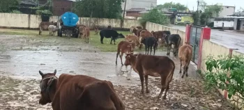 तेलीगुंडरा में किसानों के बाद अब बेजुबानों की बारी: 20 घंटे की मूसलाधार बारिश में 100 मवेशी बेहाल,कल प्रशासन ने गौशाला भेजने का दिया था भरोसा, आज भी सामुदायिक भवन परिसर में डटे मवेशी तेलीगुंडरा में किसानों के बाद अब बेजुबानों की बारी: 20 घंटे की मूसलाधार बारिश में 100 मवेशी बेहाल,कल प्रशासन ने गौशाला भेजने का दिया था भरोसा, आज भी सामुदायिक भवन परिसर में डटे मवेशी